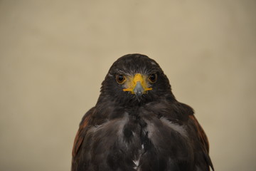 rapace