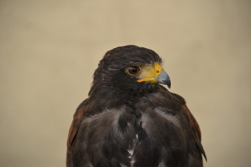 rapace