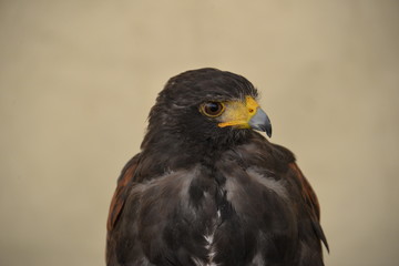 rapace