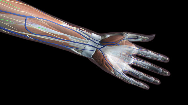 Female Hand and Forearm Anatomy Ventral View Black Background