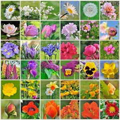 planche carrée de fleurs allant du blanc, rose, violet jaune, orange et rouge