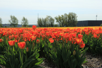 Yellow and orange tulips