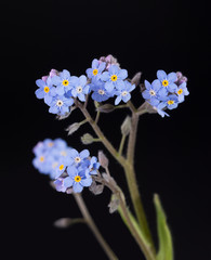 Tiny blue Forget-me-not flowers against dark background