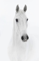 White horse in high key - obrazy, fototapety, plakaty