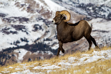 Naklejka premium Rocky Mountain Bighorn Sheep on a snowy mountainside