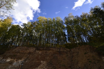 Obraz premium Там высоко стоят березы