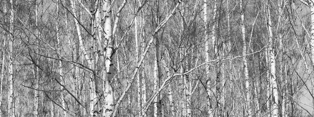 Beautiful landscape with birches. Black and white panorama with birches in retro style. Birch grove in autumn. The trunks of birch trees. Black and white panoramic photo of birch trunks.