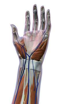 Female Hand and Wrist Anatomy Ventral View White Background