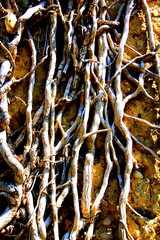 Ivy roots growing up an old wall
