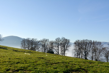 Natur einsamer Baum Sonne und Landschaft