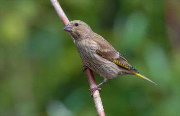 European greenfinch perched on a raspberry cane