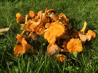 Harvest of chanterelles mushrooms on green grass