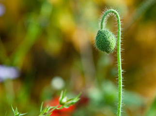 Obraz premium Blumen in Unserem Garten. Zarte Schönheit. 