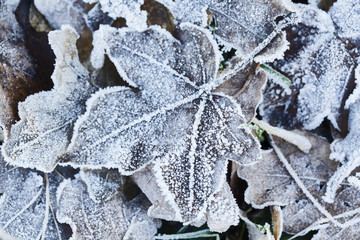 Laub, Frost, Raureif, Eis, Herbstblatt, Herbst