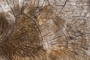 The cut of an old tree trunk with cracks 