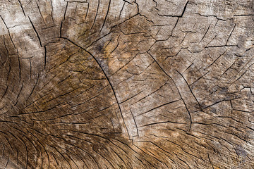 Fototapeta premium The cut of an old tree trunk with cracks 