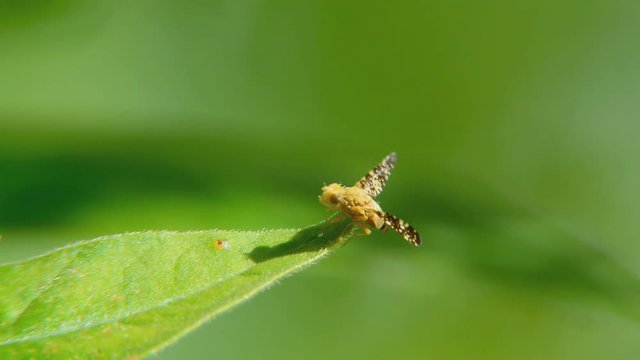 Little fly sitting on a leaf 