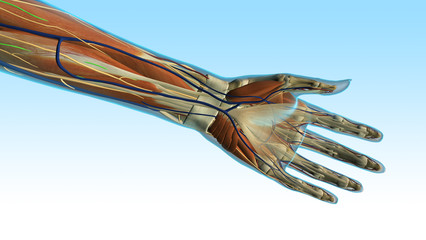 Obraz na płótnie Canvas Female Hand and Wrist Anatomy Ventral View