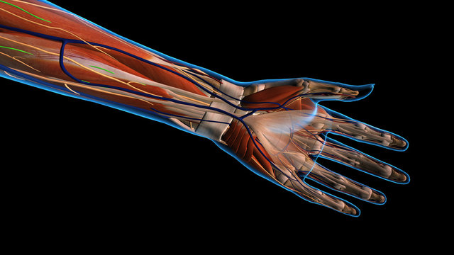 Female Hand and Wrist Anatomy Ventral View Black Background