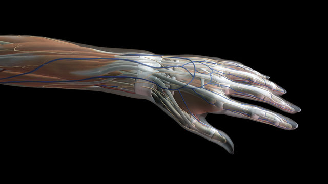 Female Hand and Wrist Anatomy Dorsal View Black Background