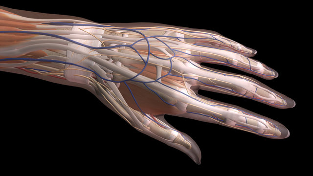 Female Hand Anatomy Dorsal View Black Background