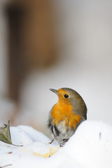 Wintering Robin