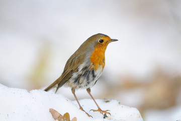 Wintering Robin