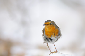 Wintering Robin