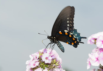 Obraz na płótnie Canvas Pipevine Swallowtail butterfly on pink Phlox blooms in summer sunlight