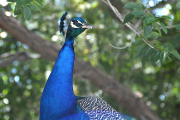 Obraz premium Peacock head closeup of the head in profile
