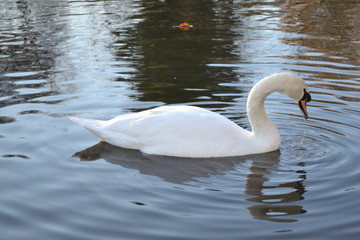 swan 