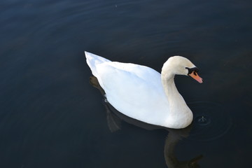 swan 