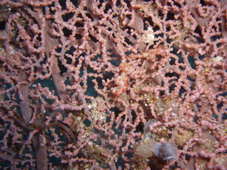 Pygmäenseepferdchen