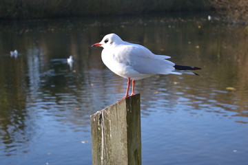 seagull post river 