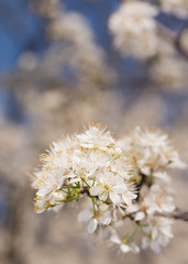 Wild plums blooming with clusters of white blooms, filling air with pollen