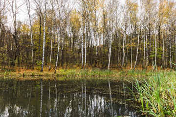 На берегу осеннего пруда
