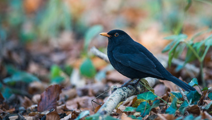 Fototapeta premium Common blackbird perched on the forest floor during autumn