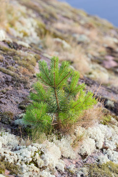 Small pine on the rocks