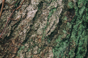 Wood Texture 2