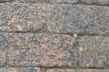Plant growing in the between stones.