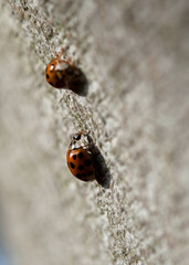 Marienkäfer vor Überwinterung