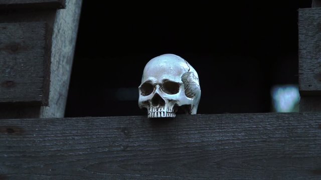 Human skulls standing on a wooden board