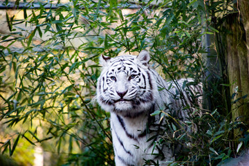 White tiger