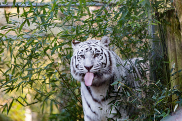White tiger