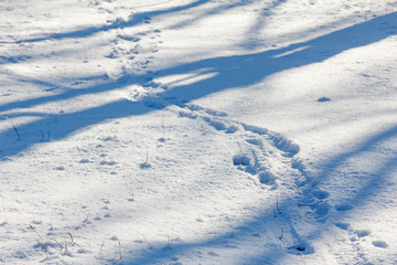 Fototapeta na wymiar Footprints in snow and tree shadow. Winter landscape