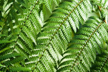 Farne, Tropische Pflanzen