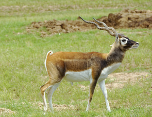 Naklejka na ściany i meble Closeup of Blackbuck Antelope in grassland