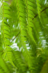 Farne, Tropische Pflanzen