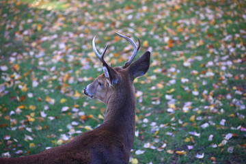 Suburban Backyard Deer - Wild deer close-up in suburban backyard.