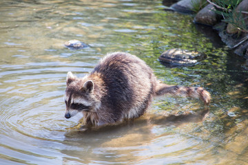 Racoon in water